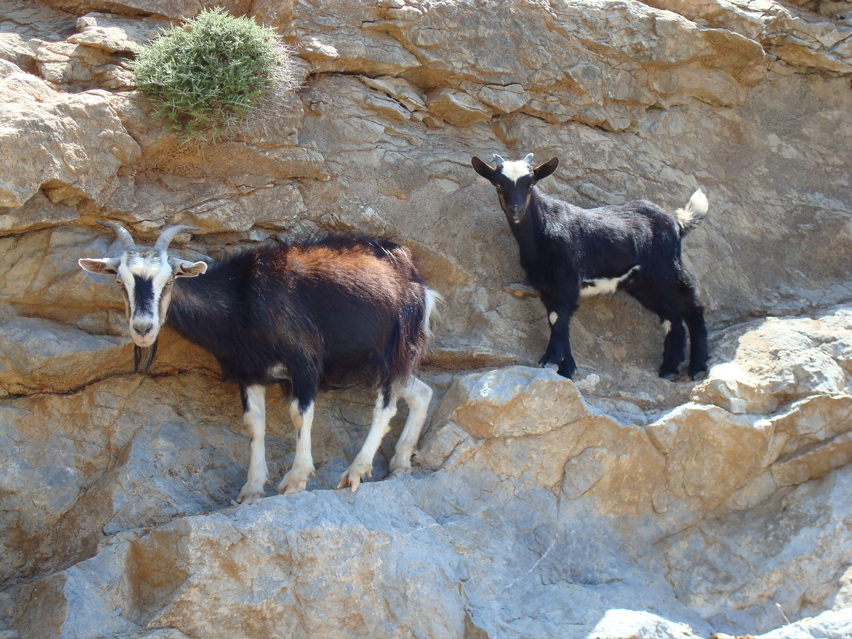 Amorgos