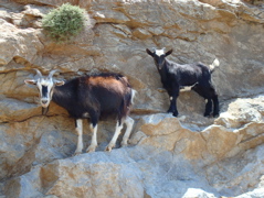Amorgos